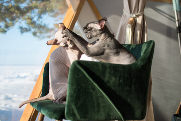 Two Canadian Sphynx sitting on the chair