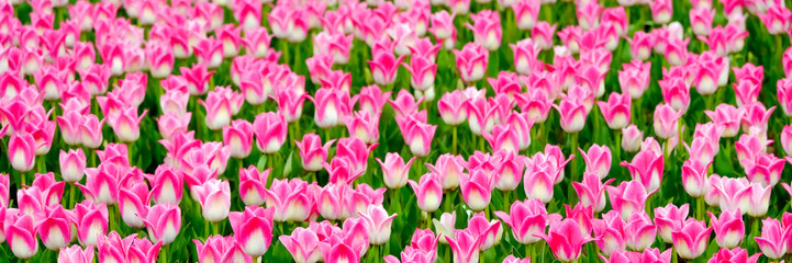 Obraz na płótnie Canvas Beautiful field of pink or Magenta tulips close up. Spring background with tender tulips. Pink floral background. Long spring banner
