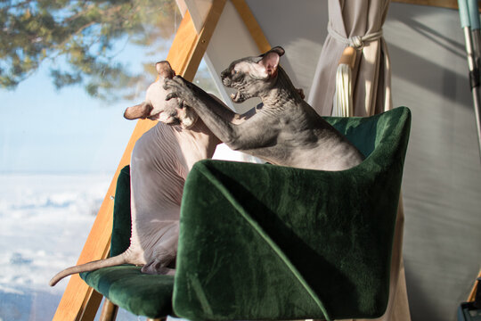 Two Canadian Sphynx sitting on the chair