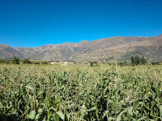 Fototapeta na wymiar Planting corn in the mountains of Peru.