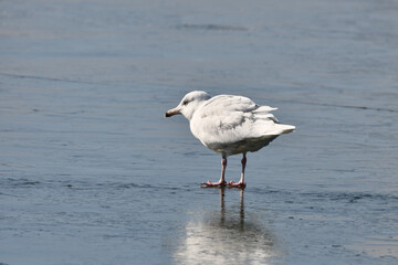 Winter scene of a Glaucous gull standing on frozen lake