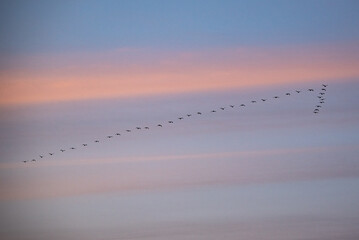 birds in the sky at sunset