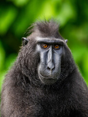 Portrait of a сelebes crested macaque. Close-up. Indonesia. Sulawesi.