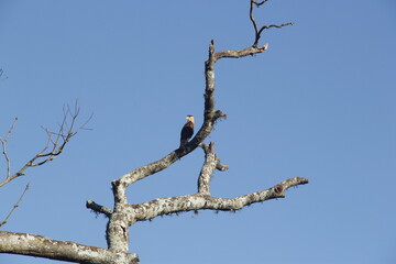 Sparrow-Hawk