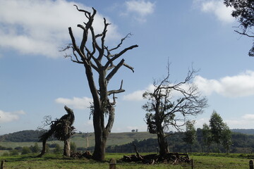 dry tree