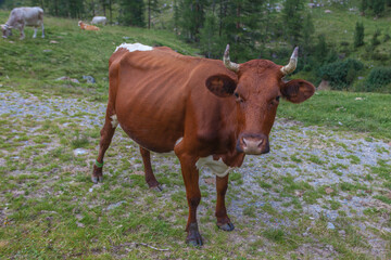 Funny brown cow on green grass in a field on nature in a South Tyrolean valley, Vallelunga, Alto Adige, Italy