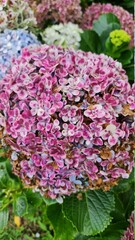 a close up of a flower