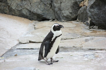 penguin on the rocks