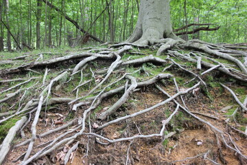 Fototapeta premium tree roots in the forest