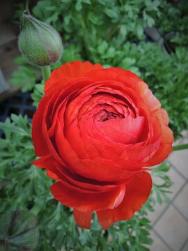 花金鳳花images Browse 95 Stock Photos Vectors And Video Adobe Stock