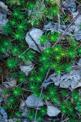 Obraz premium Green moss and dry leaves texture top view. Common Hair Cap Moss - Polytrichum
