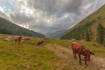 Herd of cows grazing in a South Tyrolean valley, Vallelunga, Alto Adige, Italy