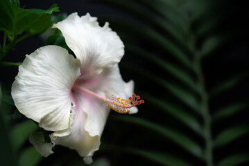 A white hibiscus flower grows in the tropical rainforest in front of green leaves, in the dark and glows brightly there