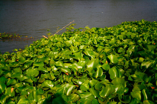 Wild Hyacinth, Eichhornia Crassipes In The Side Of River