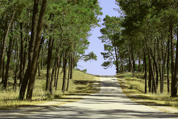 Fototapeta premium way in nature. A beautiful way.