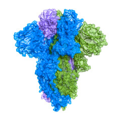 The SARS-CoV-2 spike protein is a trimer of protein chains (blue, green, lavender). Each subunit has a receptor bonding site that can be either extended or closed. Here, all three chains are closed.