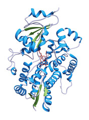 Cytochrome P450 3A4 oxidizes foreign molecules such as pharmaceuticals, toxins, steroids and carcinogens. Cytochromes 3A4 is a heme protein, shown in red.