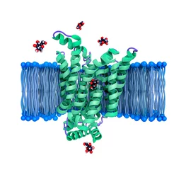 Fotobehang Polar glucose molecules enter cells by crossing the non-polar cell membrane by way of an embedded transport protein.  © Molecular Science
