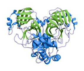 The main protease of the SARS-CoV-2 virus is needed to replicate the virus. Both of the identical subunits are required for catalysis. The active site has a catalytic dyad of cysteine and histidine. 