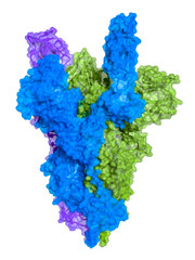 The SARS-CoV-2 spike protein is a trimer of protein chains ( blue, green, lavender). Each subunit has a receptor bonding site that can be either extended or closed. Here, the blue chain is extended.