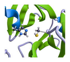 The active site of the SARS-CoV-2 main protease is a dyad of cysteine and histidine side chains. This cysteine protease motif is common in biochemistry. (C = black, H = white, N = blue, O = red.)