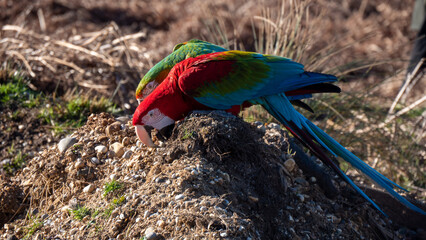 Green Wing Macaw, red-and-green macaw or green-winged macaw, Ara chloropterus