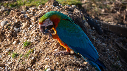 Catalina Macaw, Ara chloropterus © vforvictory