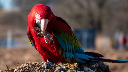 Green Wing Macaw, red-and-green macaw or green-winged macaw, Ara chloropterus 
