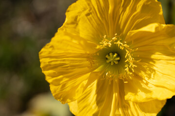 福岡市植物園温室の花A