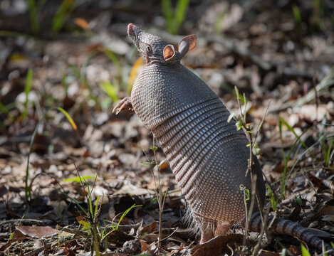 armadillo smelling for food