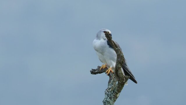 Black-winged Kite or Black-shouldered Kite, Elanus caeruleus, small diurnal bird of prey in the family Accipitridae, long-winged grey or white raptor, black shoulder patches, wing tips and eye stripe.