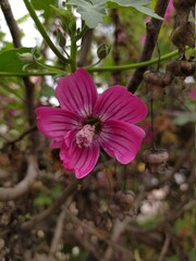 pink and purple flower