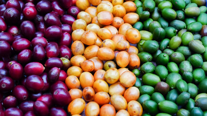 picture of ripe coffee beans, red berries Fresh Coffee Beans Coffee Beans Red Yellow Robusta Arabica Berry Harvest Coffee Yellow Bourbon