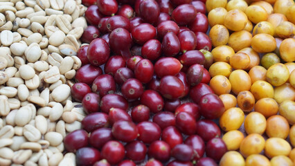 picture of ripe coffee beans, red berries Fresh Coffee Beans Coffee Beans Red Yellow Robusta Arabica Berry Harvest Coffee Yellow Bourbon