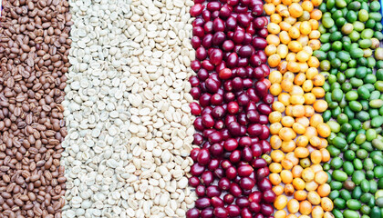 picture of ripe coffee beans, red berries Fresh Coffee Beans Coffee Beans Red Yellow Robusta Arabica Berry Harvest Coffee Yellow Bourbon