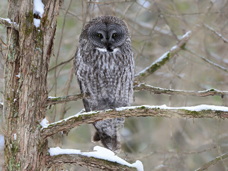Great Gray Owl Sitting on Tree Branch in Winter