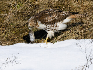 Red-Tailed Hawk Holding a Vole in Winter