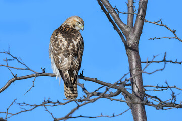 Red-Tailed Hawk Portrait on Blue Sky