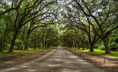 Fototapeta na wymiar A Beautiful Tree Tunnel at Wormsloe State Park in Savannah, GA on a warm summer's day.