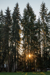 Fototapeta premium Morning Sun Rays Through Pine Trees