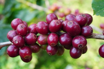 picture of ripe coffee beans, red berries Fresh Coffee Beans Coffee Beans Red Yellow Robusta Arabica Berry Harvest Coffee Yellow Bourbon