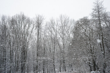 snow covered trees