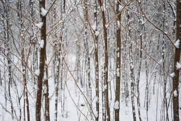 snow covered branches
