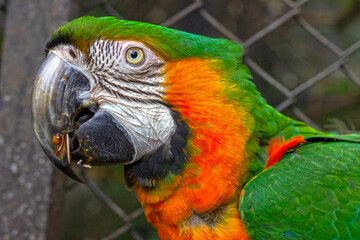 Close- Up of Hybrid Green and Orange Colorful Macaw with Yellow Eyes 