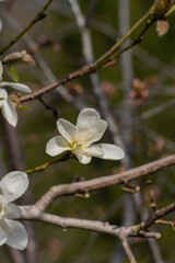 春の野山のコブシの花
