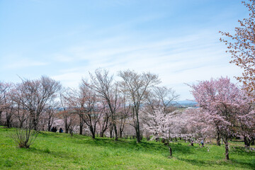 サクラが満開の公園
