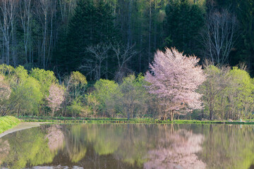 水を張った水田に映る満開のサクラ

