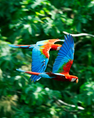 Closeup of two colorful Scarlet Macaw (Ara macao) flying past background of dense green jungle...