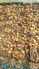 Onions drying on a silo ready to be packed