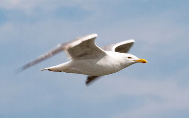 Seagull flying in the sky.